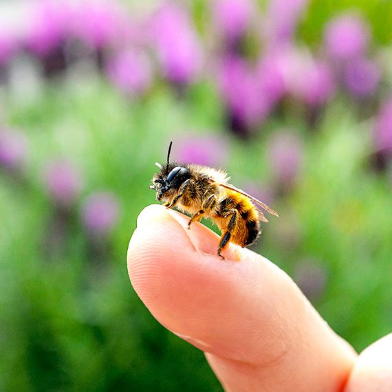 Eine Biene sitzt auf einem Finger
